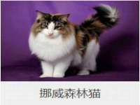 苏州大黄鸭商贸有限公司