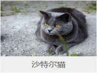 苏州大黄鸭商贸有限公司