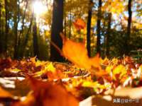 苏州大黄鸭商贸有限公司