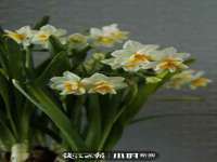 苏州大黄鸭商贸有限公司