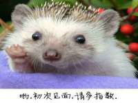 苏州大黄鸭商贸有限公司