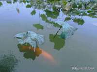 苏州大黄鸭商贸有限公司