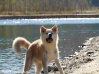 苏州大黄鸭商贸有限公司