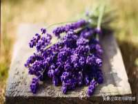 苏州大黄鸭商贸有限公司