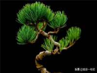 苏州大黄鸭商贸有限公司